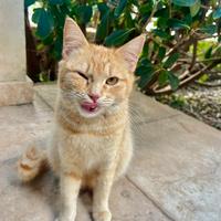 Gattina 4 mesi gratis