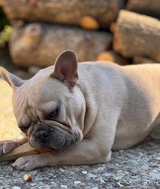 Bulldog francese per accoppiamento