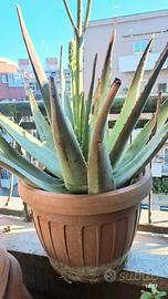 PIANTA GRASSA IN VASO ALOE