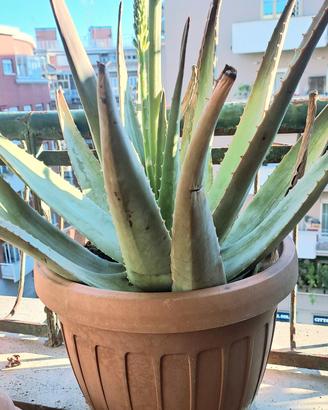 PIANTA GRASSA IN VASO ALOE