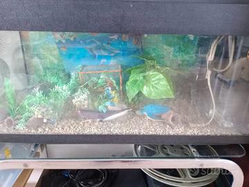 acquario