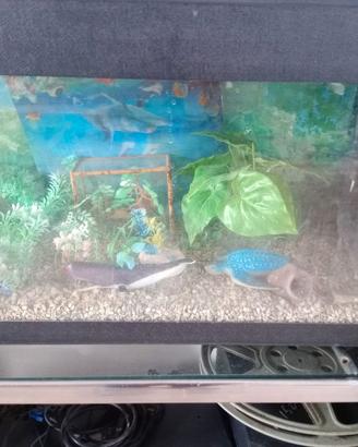 acquario
