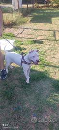 Yuki in adozione