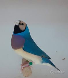 Disponibilità di coppie di diamanti di Gould,