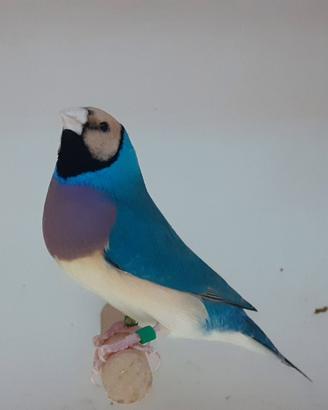 Disponibilità di coppie di diamanti di Gould,