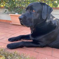 Labrador maschio nero per accoppiamento