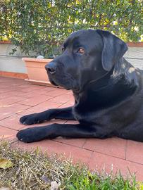 Labrador maschio nero per accoppiamento