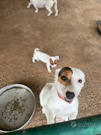 Jack russel