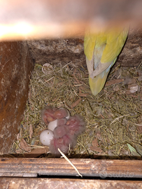 Inseparabili rosincolli