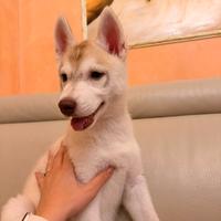 Cucciola di siberian husky
