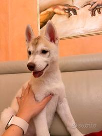 Cucciola di siberian husky