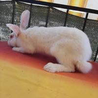 Conigli di allevamento