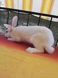 Conigli di allevamento