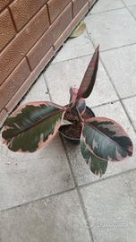 Pianta di Ficus Tineke