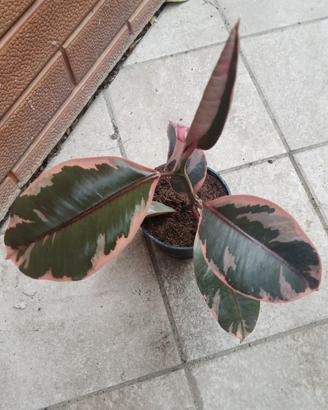 Pianta di Ficus Tineke
