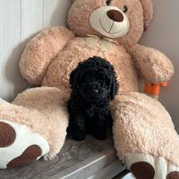 Cucciola barboncino Toy nera