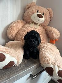 Cucciola barboncino Toy nera