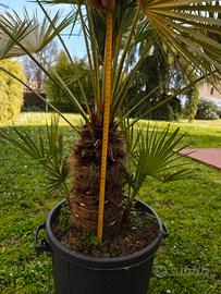 Palma nana Chamareops Humilis