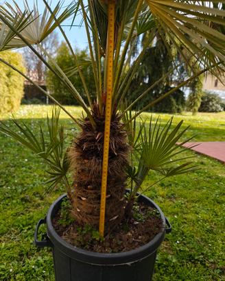 Palma nana Chamareops Humilis