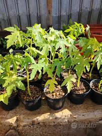 Piante papaya golden, pitaya, annona