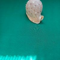 conchiglie da collezione.