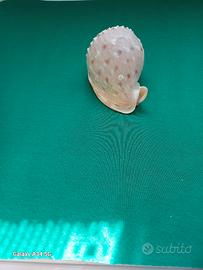 conchiglie da collezione.