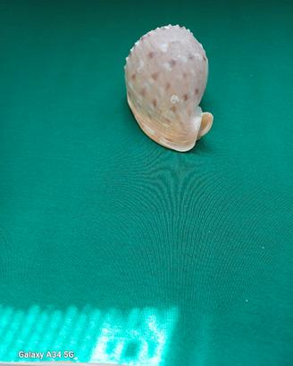 conchiglie da collezione.