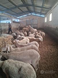 Pecore Lacaune da latte