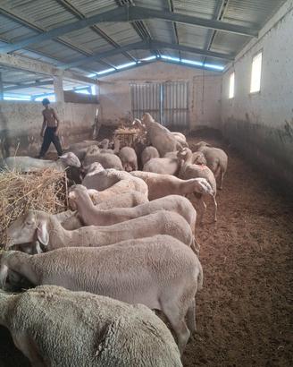 Pecore Lacaune da latte