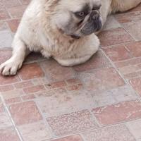 Bulldog francese Fluffy