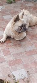 Bulldog francese Fluffy