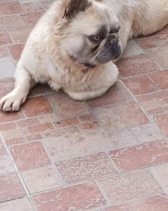 Bulldog francese Fluffy
