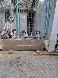 Cuccioli di setter inglese