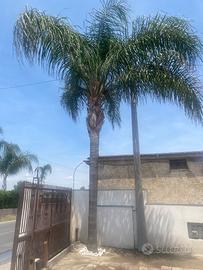Palme cocos