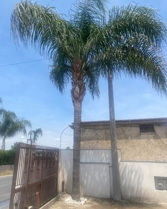 Palme cocos