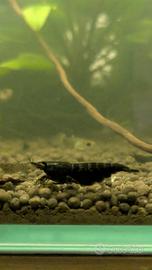 Caridine Black