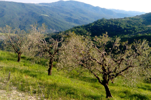 Terreno con Ulivi (MT)