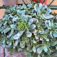 Piante grasse Aeonium