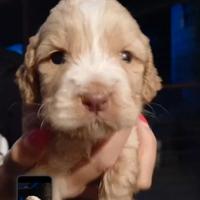 Cuccioli Cockapoo italiani da tartufo