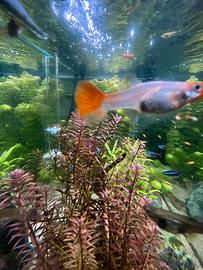 Guppy e endler