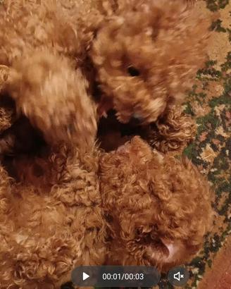 Barboncino toy 5 mesi