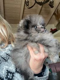 Spitz di Pomerania blue merle