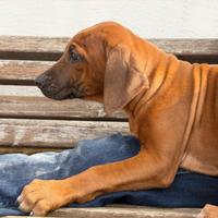 Cuccioli di razza Rhodesian Ridgeback