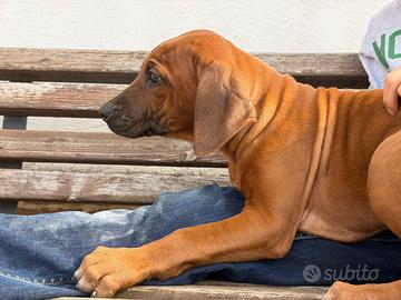 Cuccioli di razza Rhodesian Ridgeback