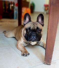 Bulldog Francese per monta