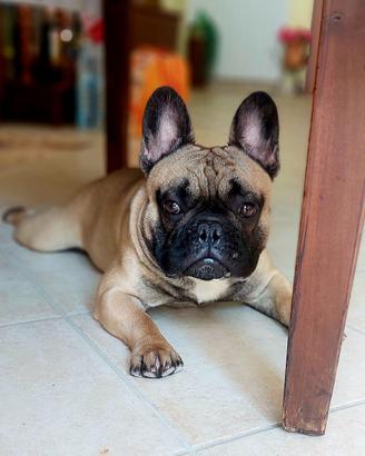 Bulldog Francese per monta