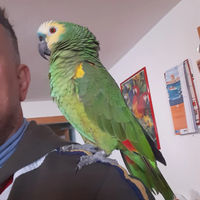 Pappagalli parlanti allevamento