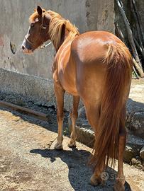 Animali
