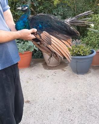 Pavone nigripennis  portatore di bianco