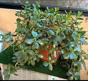 Pianta Albero di giada